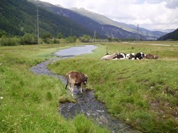 Koeien net voor Samedan