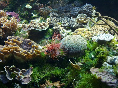 Koralen in het aquarium