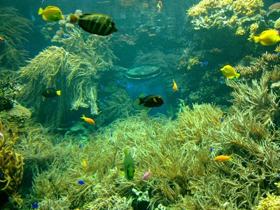 Gehen Giftf&auml;sser tauchen?