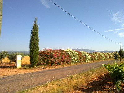 Bloeiende oleanders langs de weg
