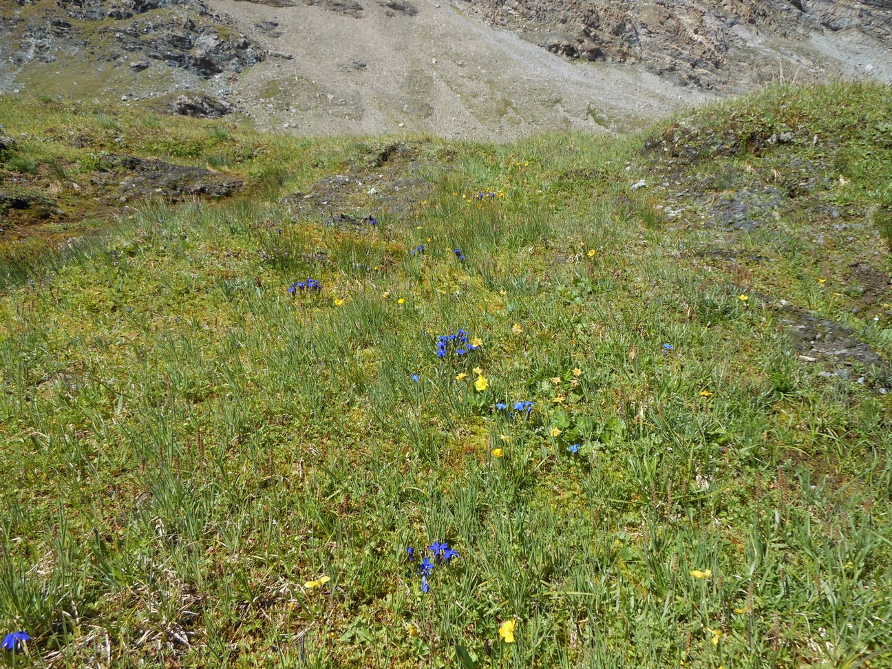 Gentianen afgewisseld met gele bloemen