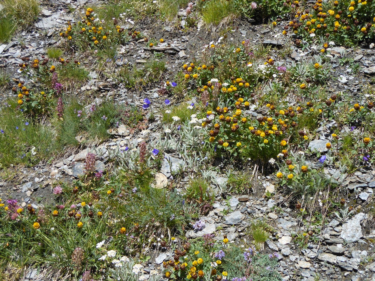 Ook in de afdaling tijd voor bloemetjes
