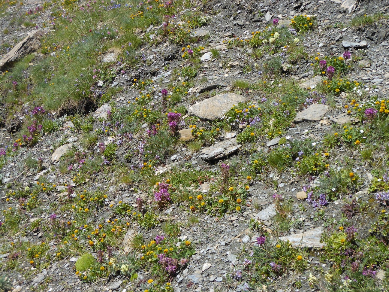 Tussen de stenen huislook