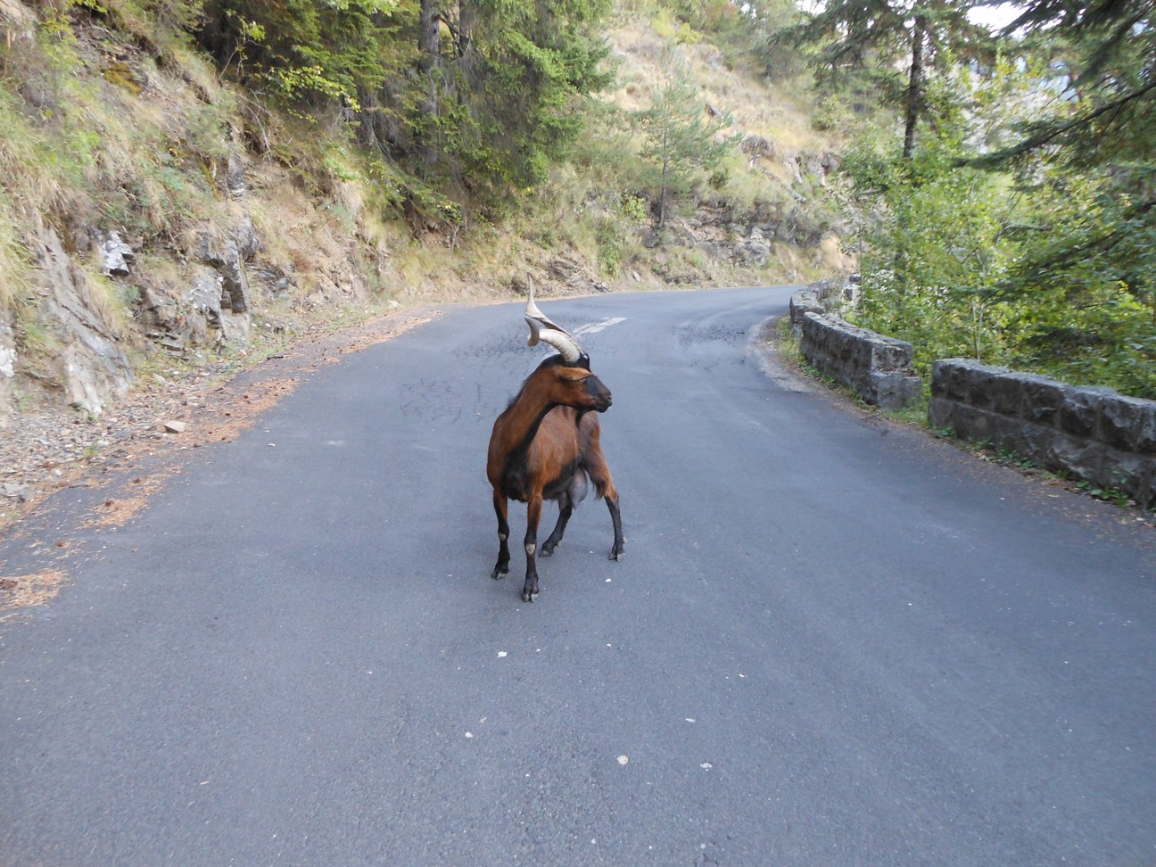 In de afdaling van de Col de Turini opeens een geit op de weg