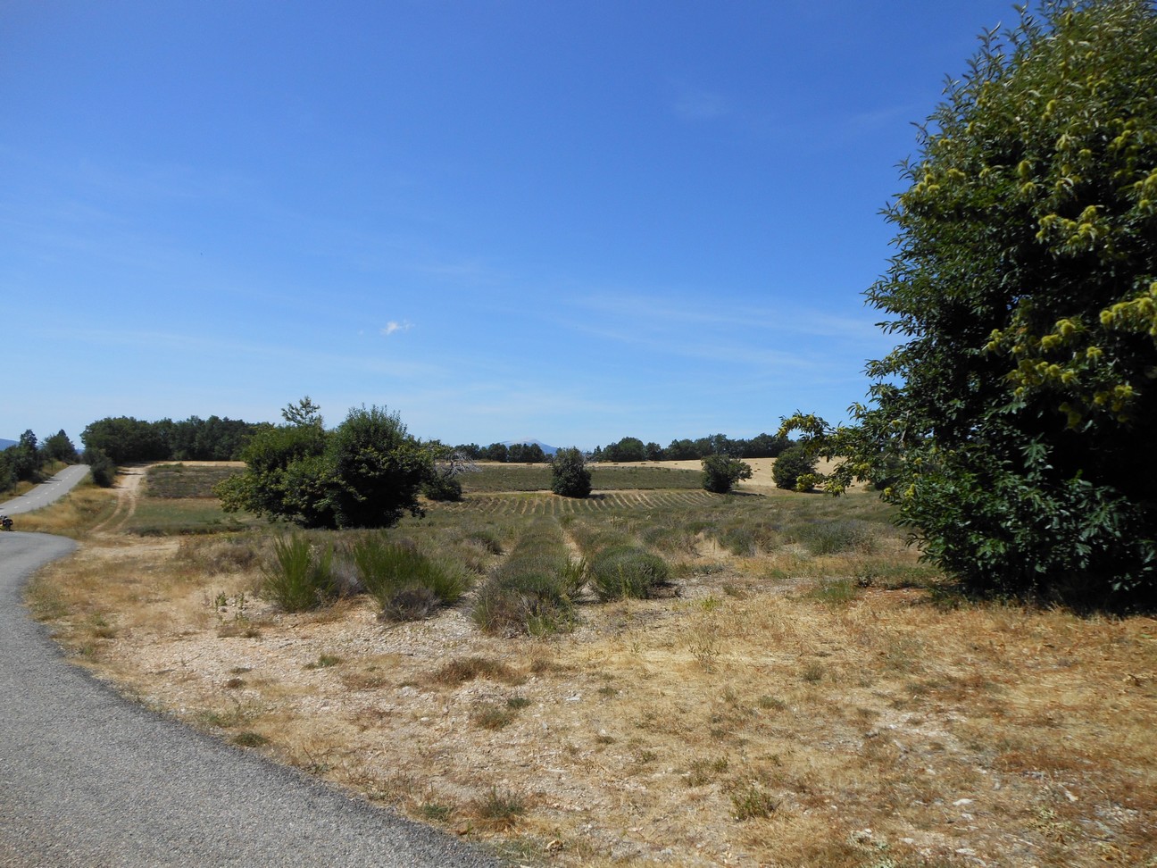 Binnenweg met uitgebloeide lavendelplanten